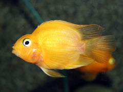 Gele Papagaai Cichlide (CICHLIDAE SP. PARROT YELLOW M)