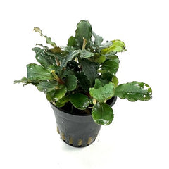 Bucephelandra mix in pot @