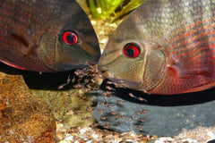 Gestreepte Heros (HEROS SEVERUS S)