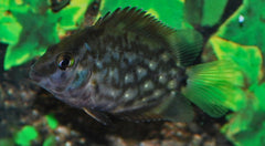 Kegelvlekcichlide (UARU AMPHIACANTHOIDES M)