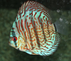 Discus Rood Turquoise (S. AEQUIFASCIATUS RED TURQUOISE S)