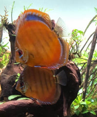 Discus Curipera (S. AEQUIFASCIATUS CURIPERA S)