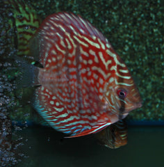 Discus Royal Cross Heckel (S. DISCUS ROYAL CROSS HECKEL S)
