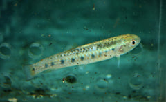 Gestipte Dwergroofzalm (LEBIASINA MULTIMACULATA M)