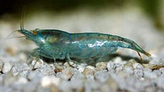 Blauwe Garnaal (NEOCARIDINA DAVIDI BLUE M)
