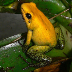 Bicolor Pijlgifkikker (PHYLLOBATES BICOLOR (EU-BRED) L)