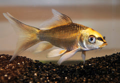 Ghost Koi Butterfly (CYP. CARPIO KOI GHOST BUTTERFLY 10/12)