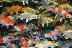 Koi Select Asia Mix (CYP. CARPIO KOI SELECT ASIA MIX 4/7)