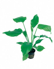 Echinodorus Palifolius - Pe (Echinodorus palifolius - PE)