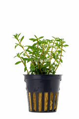 Ludwigia Arcuata - Pe (Ludwigia arcuata - PE)