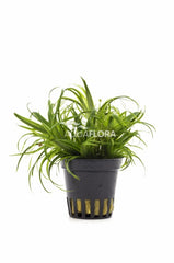 Ludwigia Palustris 'Super Red' - Pe (Ludwigia palustris 'Super Red' - PE)