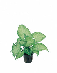 Syngonium 'White Butterfly' - Pt (Syngonium 'White Butterfly' - PT)