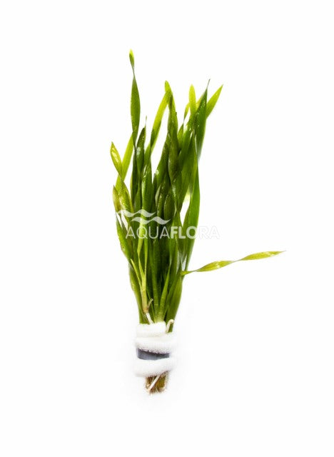 Vallisneria Spiralis 'Torta' - Ba (Vallisneria spiralis 'Torta' - BA)