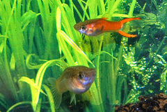 Endler Gup Red Scarlet Man (POEC. WINGEI RED SCARLET MALE M)