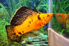 Hoogvinkarper Red Leopard (POECILIA LATIPINNA RED LEOPARD M)