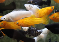 Hoogvinkarper Mix (POECILIA LATIPINNA MIX M)