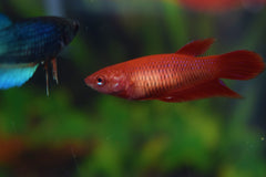 Kempvis Vrouw (BETTA SPLENDENS FEMALE M)