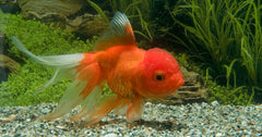 Sluier Leeuwenkop Rood (CAR. AUR. LIONHEAD RED 8/10)