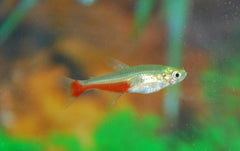 Prachtroodvinzalm (APHYOCHARAX RATHBUNI M)