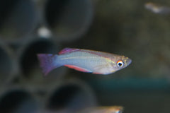 Lichtoogje Davidii Yabassi (PROCATOPUS SP. DAVIDII YABASSI M)