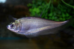 Aziatische Mesvis (NOTOPTERUS NOTOPTERUS L)