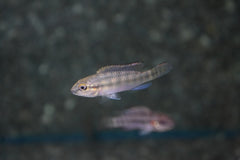 Dwergcichlide Caudifasciatus (PARANANOCHROMIS CAUDIFASCIATUS M)