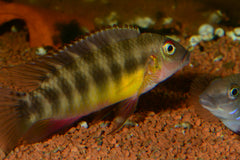 Dwergcichlide Humilis (WALLACEOCHROMIS HUMILIS M)