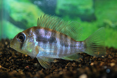 Aardeter Balzanii (GYMNOGEOPHAGUS BALZANII S)