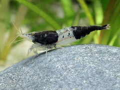 Black Rili Garnaal (NEOCARIDINA DAVIDI BLACK RILI M)