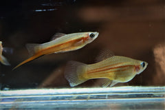 Zwaarddrager Yucatan (XIPHOPHORUS HELLERI YUCATAN S/M)