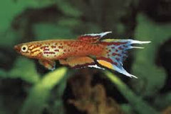 Kaap Lopez (APHYOSEMION AUSTRALE L)