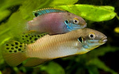 Dwergcichlide Lucanusi (ENIGMATOCHROMIS LUCANUSI M)