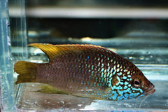 Juweelcichlide Guinea (RUBRICATOCHROMIS SP. GUINEA 1 S/M)