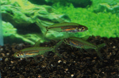 Adonis Tetra (LEPIDARCHUS ADONIS M)