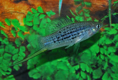 Zwaarddrager Nezahualcoyotl (XIPHOPHORUS NEZAHUALCOYOTL L)