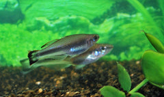 Koornaarvis (BEDOTIA GEAYI M)