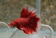 Kempvis Rosetail Rood Man (BETTA SP. ROSETAIL RED MALE L)