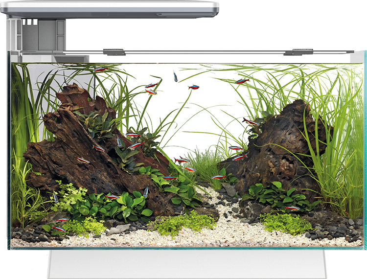 Superfish Quadro Pro