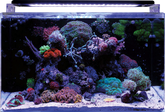 Reef 160