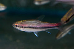 Keizertetra Trewavasae (NEOLEBIAS TREWAVASAE L)