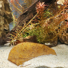 JBL Catappa XL aanbieding op = op