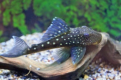 L128 Blue Phantom Pleco (L128 HEMIANCISTRUS SP. S)