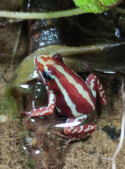 Driekleurige Gifkikker (EPIPEDOBATES ANTHONYI SANTA ISABEL (EU) L) (tricolor)