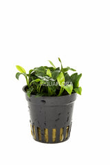 Anubias Barteri Var. Nana 'Pangolino' - Pe Max 1X5 (Anubias barteri var. nana 'Pangolino' - PE MAX 1x5)