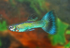 Gup Peacock Green Man (POEC. RET. PEACOCK GREEN MALE M)