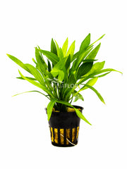 Helanthium Bolivianum 'Xingu' - Pe (Helanthium bolivianum 'Xingu' - PE)