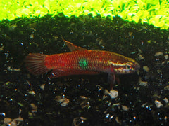 Betta Brownorum (BETTA BROWNORUM S)