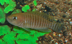 Slakkenhuis-Cichlide Multifasciatus (NEOLAMPROLOGUS MULTIFASCIATUS M)