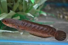 Slangekopvis Aristonei (CHANNA ARISTONEI M)