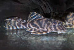 L015 Candy Striped Pleco (L015 PECKOLTIA VITTATA M)
